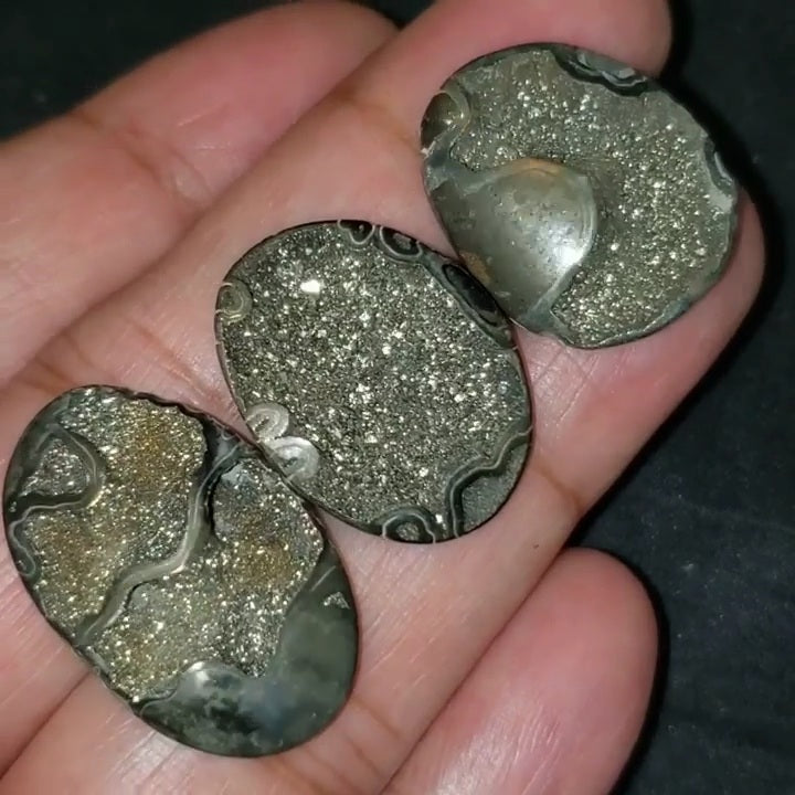 RARE Natural Russian Pyritized Ammonite Fossil Length range is 24 to 28mm