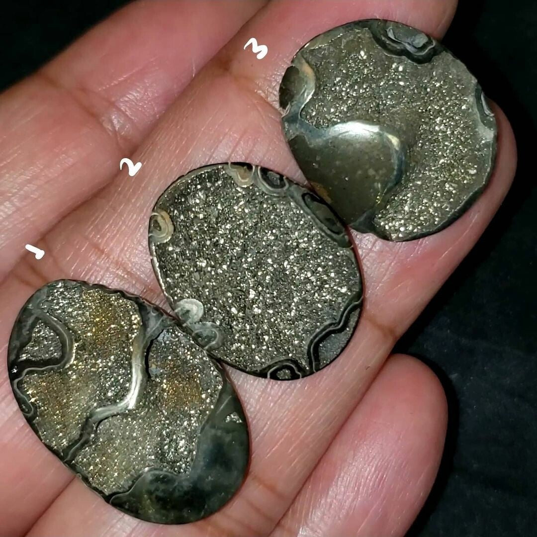 RARE Natural Russian Pyritized Ammonite Fossil Length range is 24 to 28mm