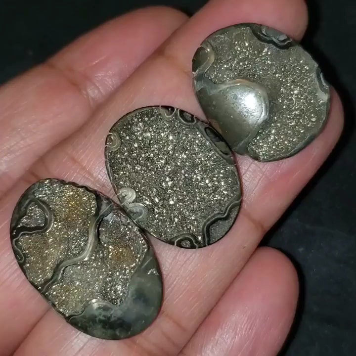 RARE Natural Russian Pyritized Ammonite Fossil Length range is 24 to 28mm