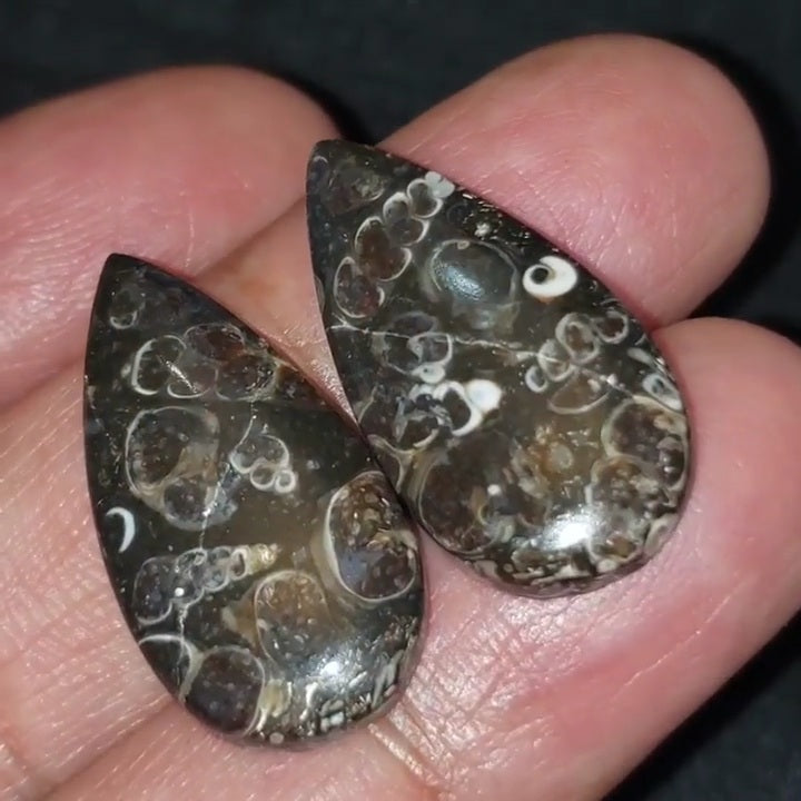 Natural Turritella Agate Cabochon Pair 27x14mm each