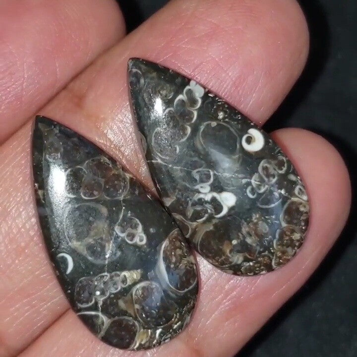 Natural Turritella Agate Cabochon Pair 27x14mm each