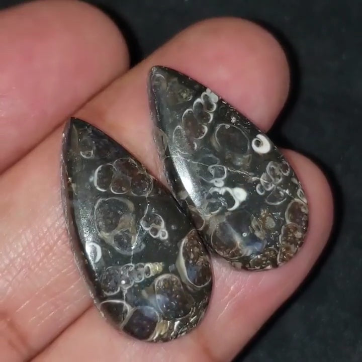 Natural Turritella Agate Cabochon Pair 27x14mm each