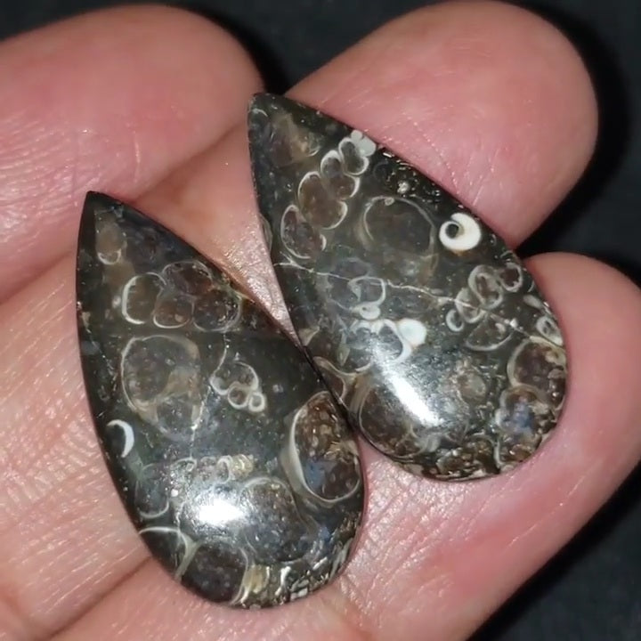 Natural Turritella Agate Cabochon Pair 27x14mm each