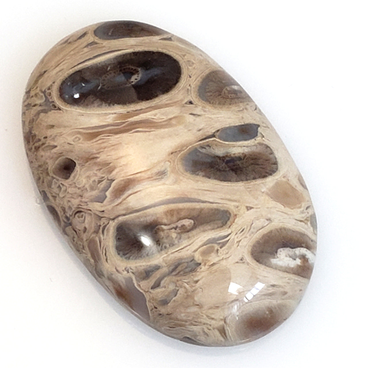 Natural Petrified Palm Root Agate Cabochon