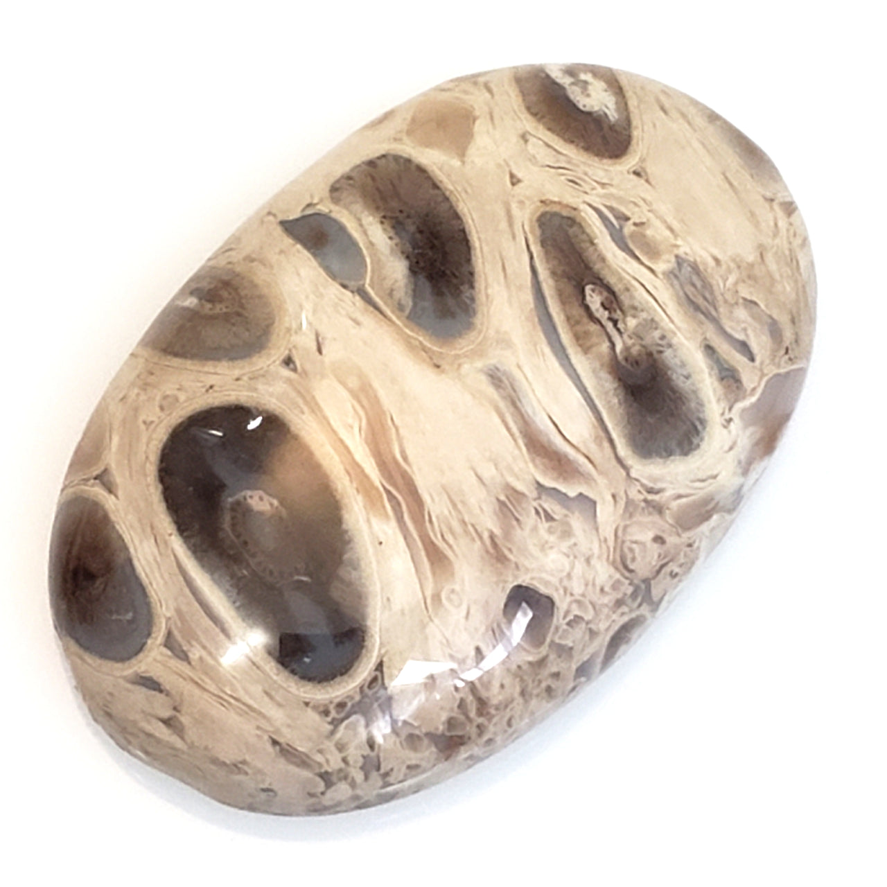 Natural Petrified Palm Root Agate Cabochon