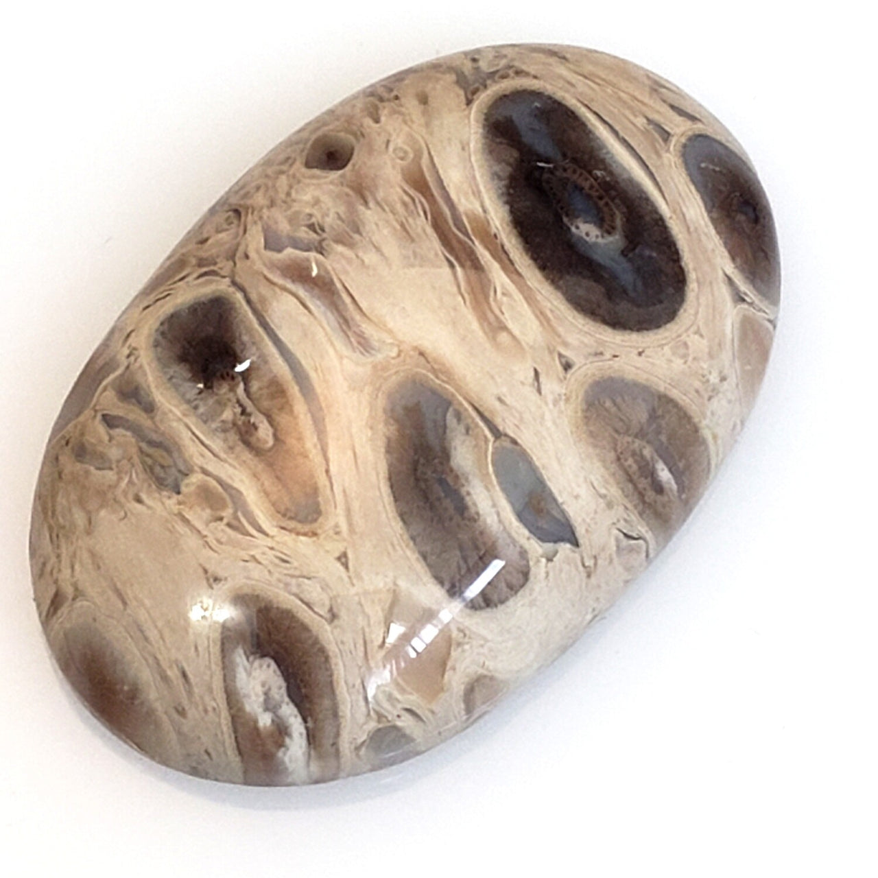 Natural Petrified Palm Root Agate Cabochon