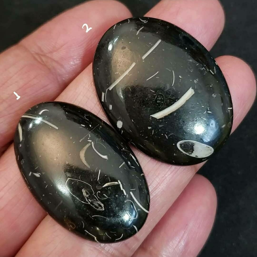 Natural Colus Fossil Cabochon Lengths are 36 and 37mm