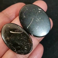 Thumbnail for Natural Colus Fossil Cabochon Lengths are 36 and 37mm