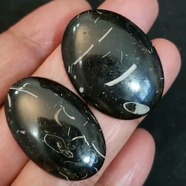 Natural Colus Fossil Cabochon Lengths are 36 and 37mm