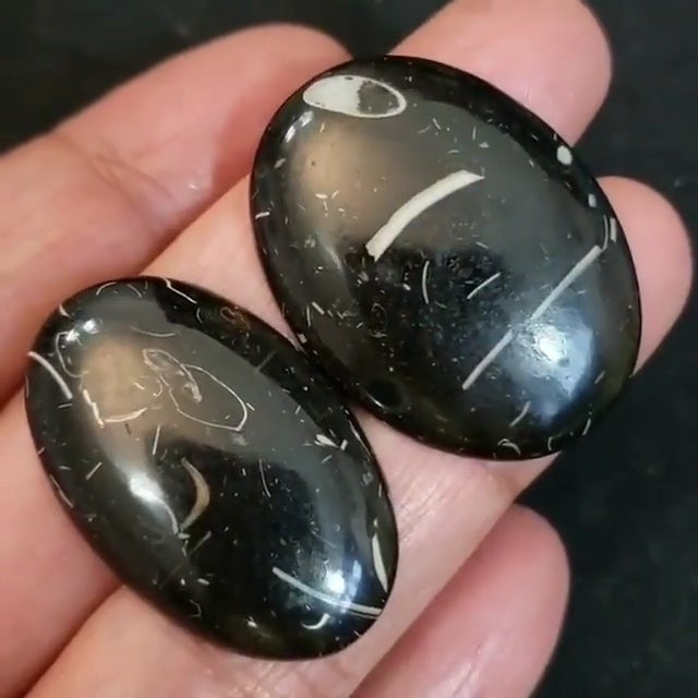 Natural Colus Fossil Cabochon Lengths are 36 and 37mm