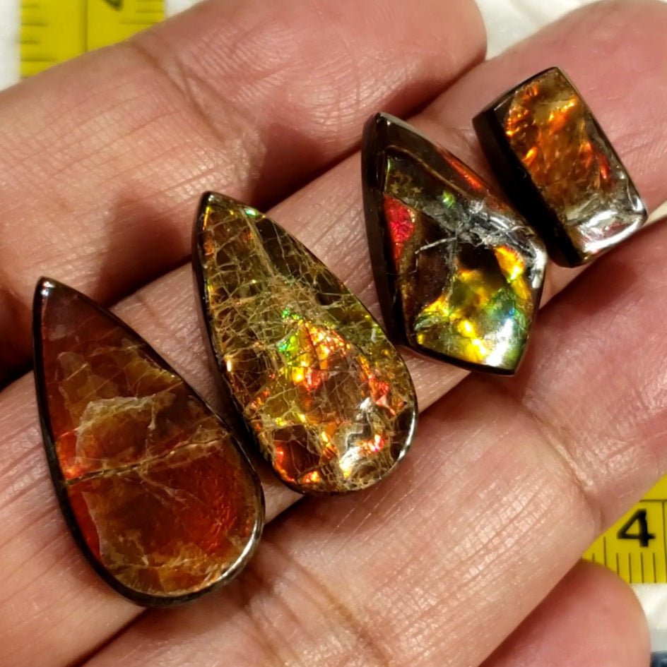 Natural Ammolite