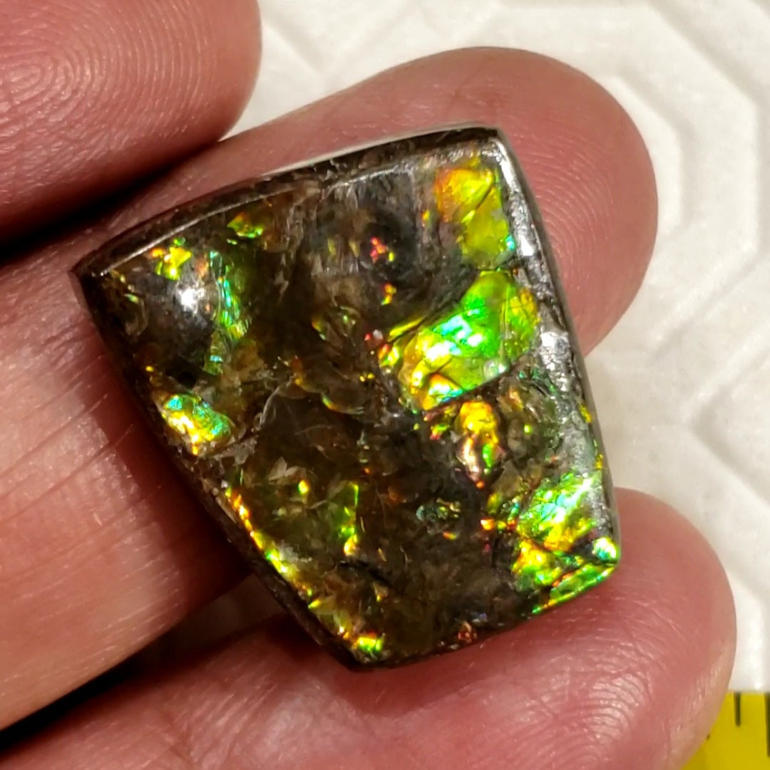 24.5Ct Natural Ammolite. Size- approx. 23x19mm