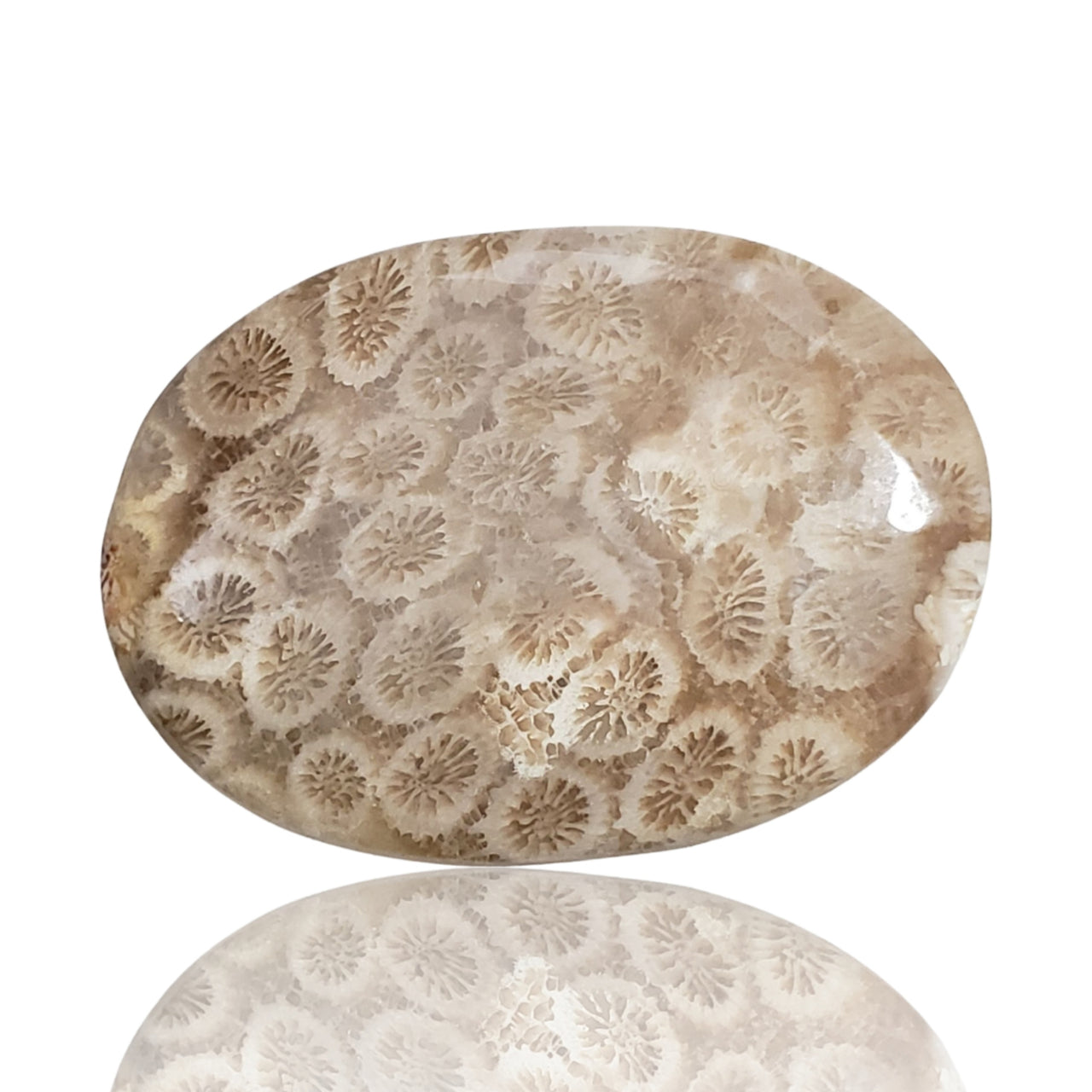 53Ct Natural Agatized Fossil Coral Cabochon. Size- approx. 42x31mm