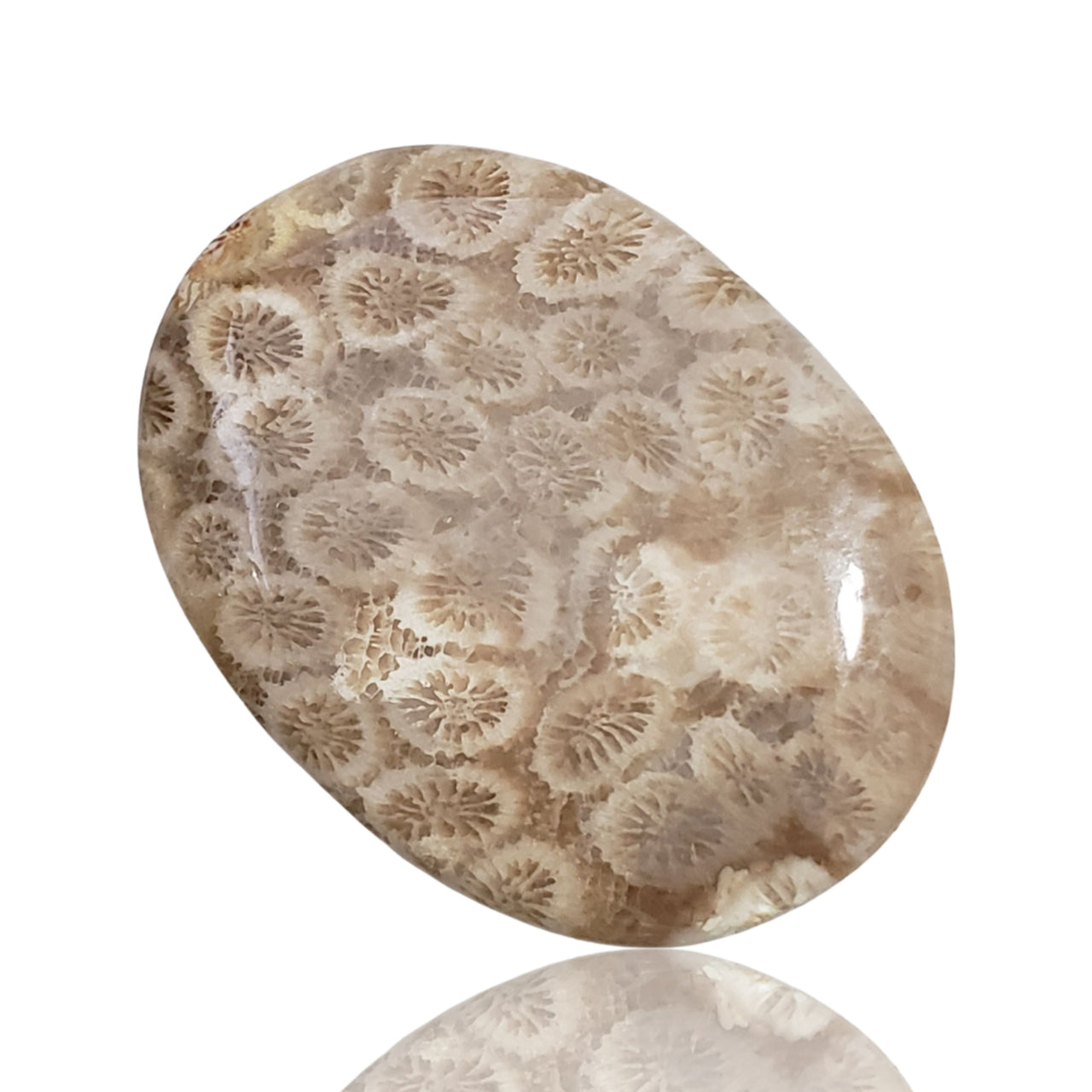 53Ct Natural Agatized Fossil Coral Cabochon. Size- approx. 42x31mm