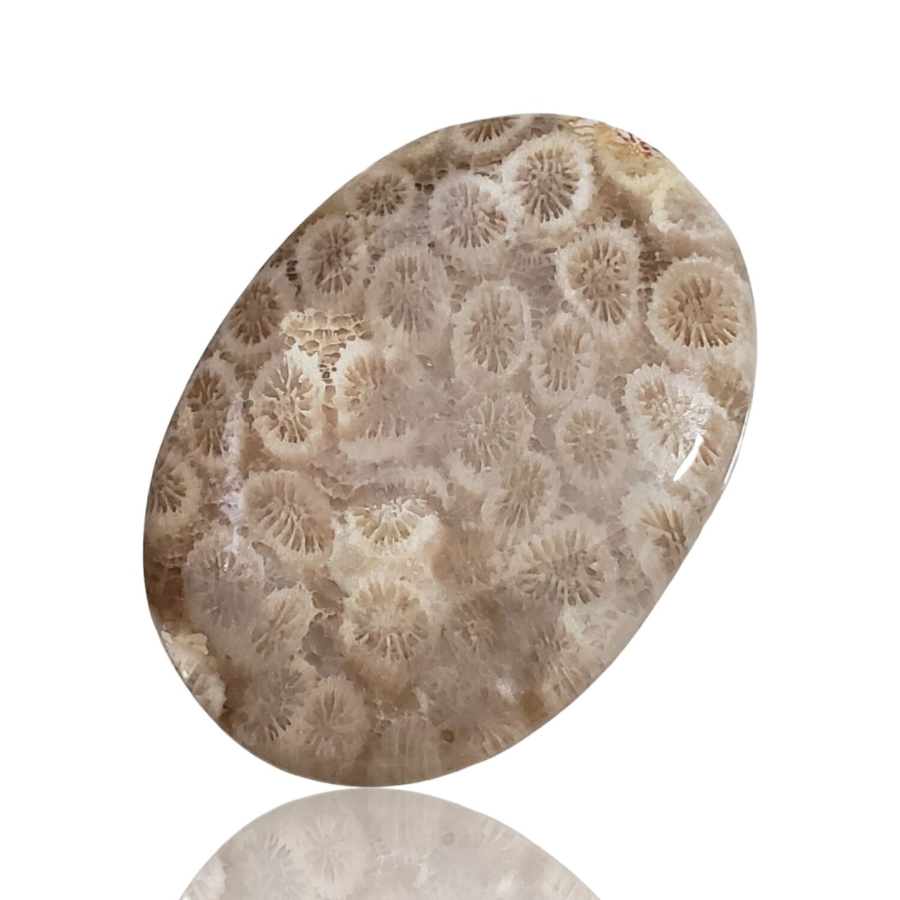 53Ct Natural Agatized Fossil Coral Cabochon. Size- approx. 42x31mm