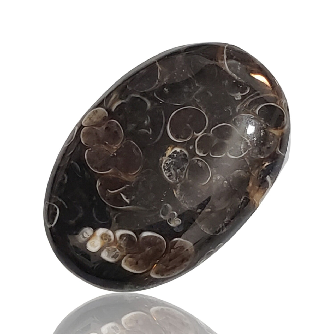 40Ct Turritella Agate Cabochon. Size- approx. 31x22mm