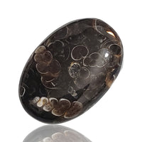 Thumbnail for 40Ct Turritella Agate Cabochon. Size- approx. 31x22mm