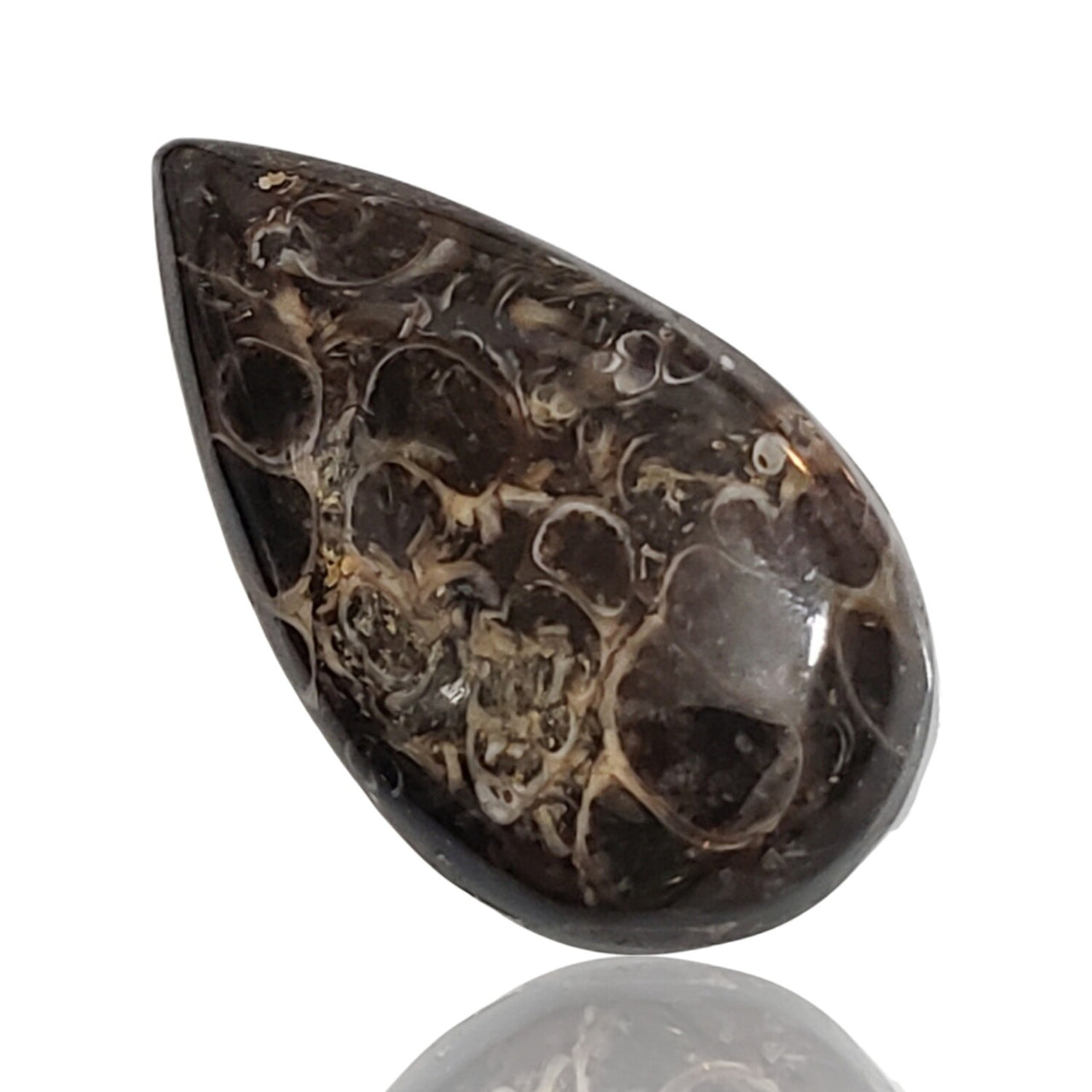 34Ct Natural Turritella Agate Cabochon. Size- approx. 32x18mm