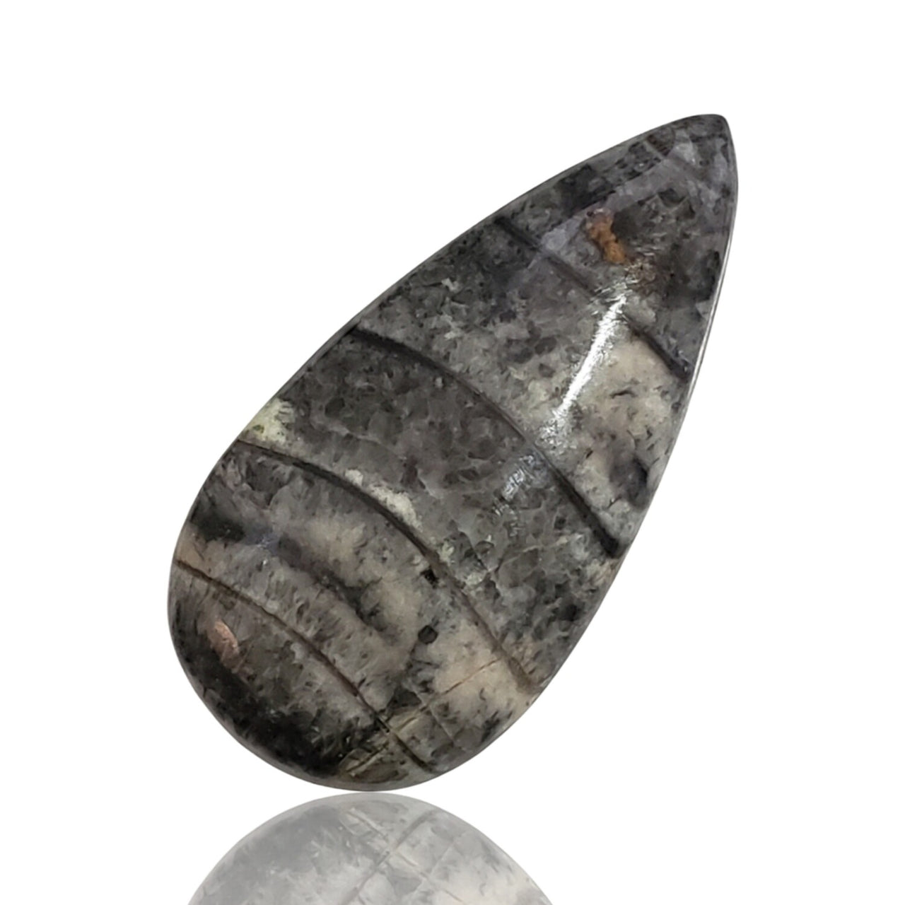 28.5Ct Natural Orthoceras Fossil Cabochon 37x19mm