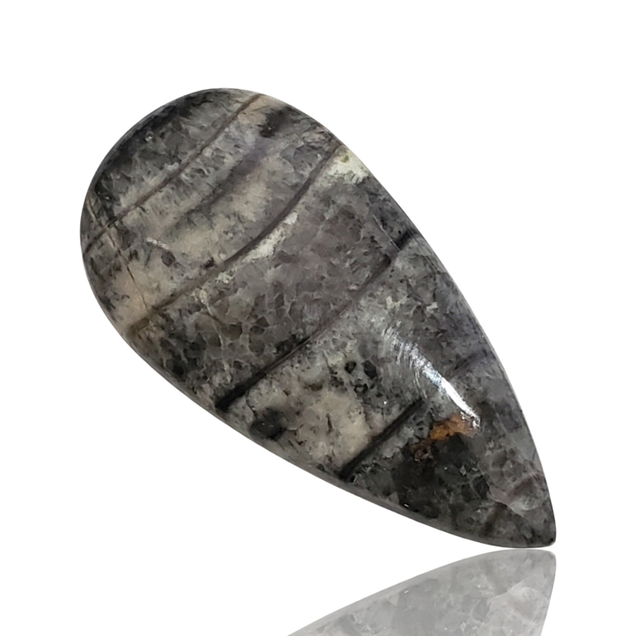 28.5Ct Natural Orthoceras Fossil Cabochon 37x19mm