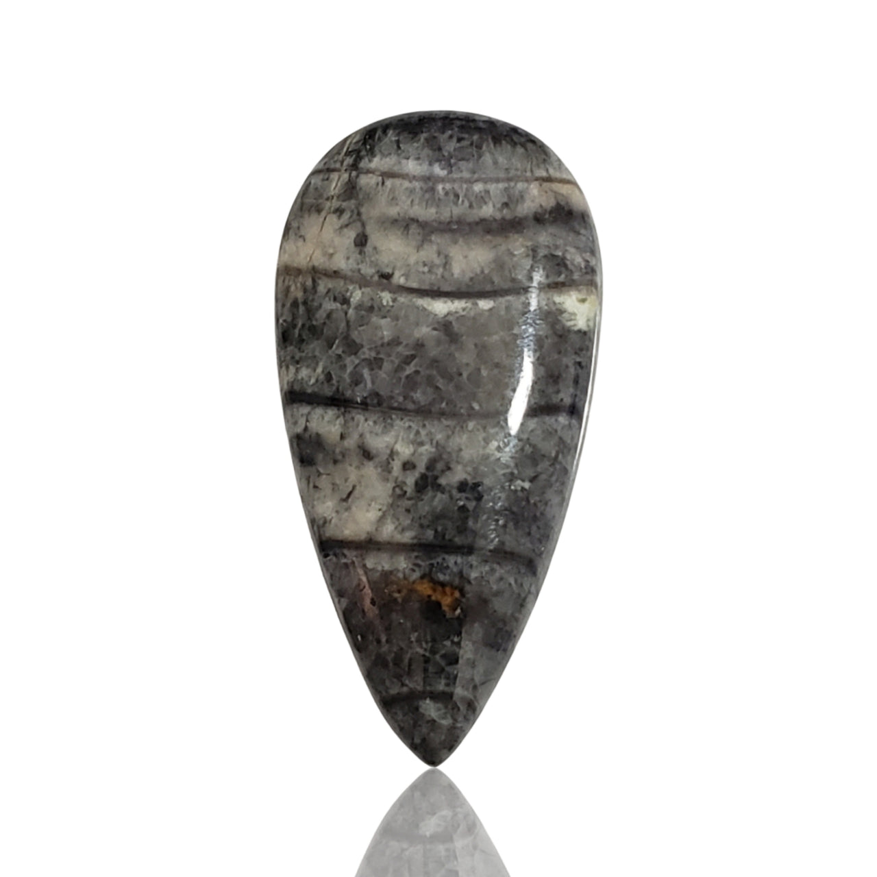 28.5Ct Natural Orthoceras Fossil Cabochon 37x19mm