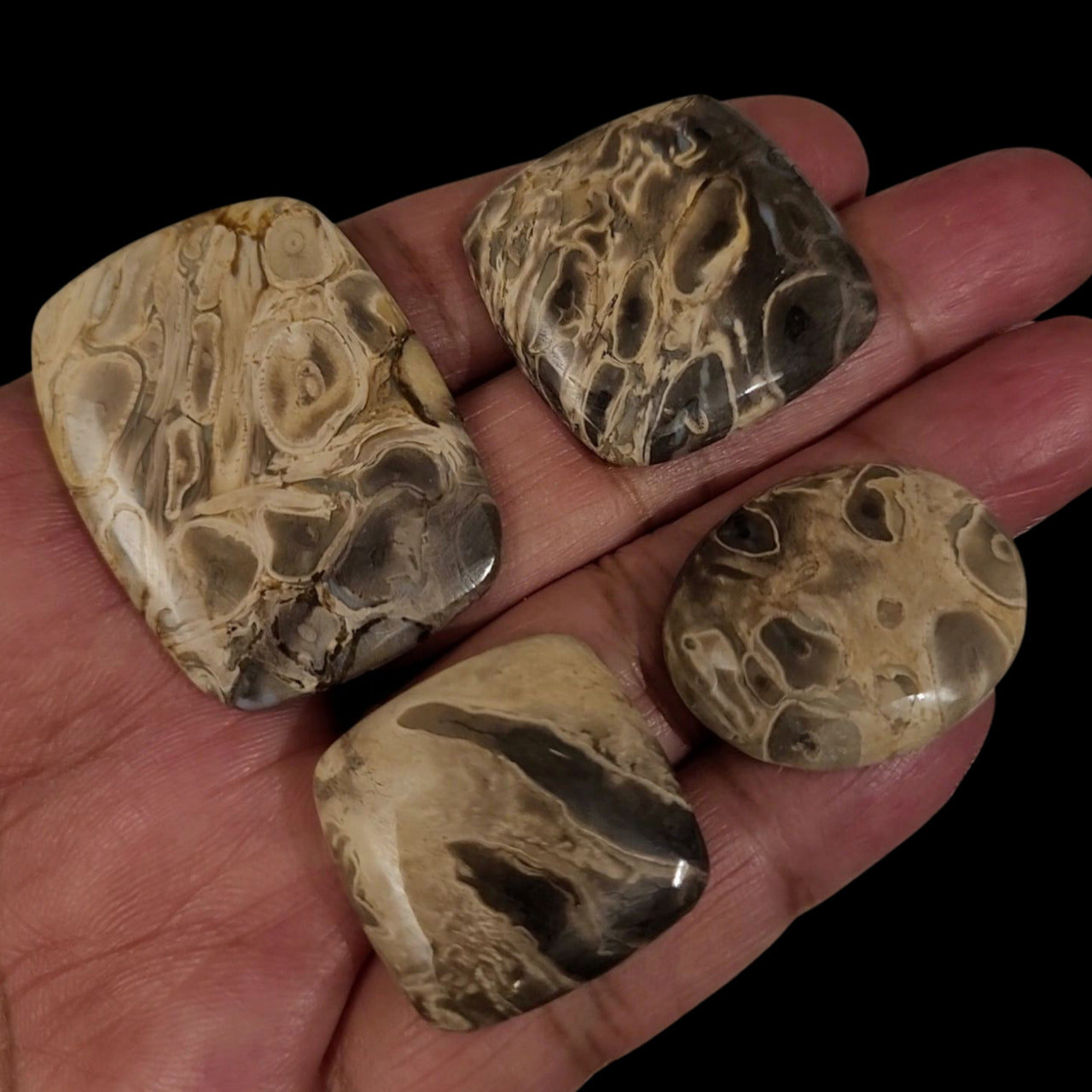 Natural Indonesian Petrified Palm Wood Cabochons