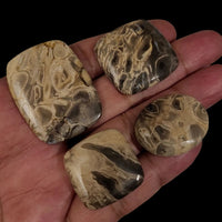 Thumbnail for Natural Indonesian Petrified Palm Wood Cabochons