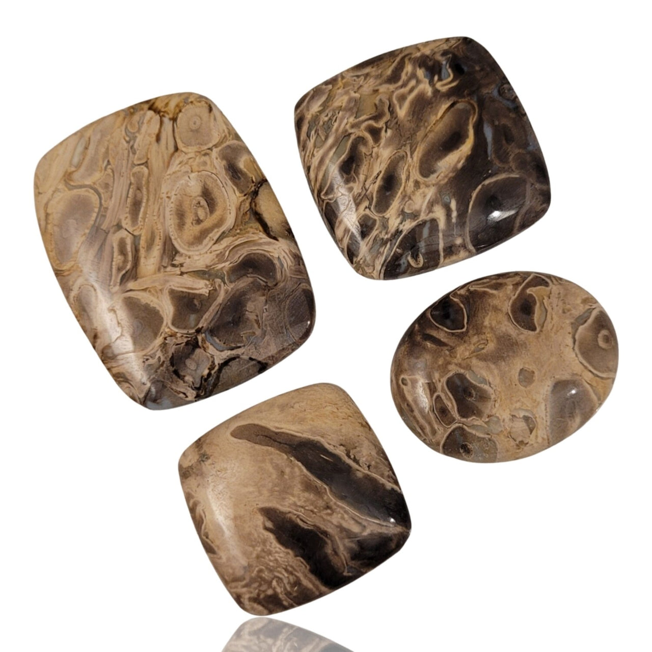 Natural Indonesian Petrified Palm Wood Cabochons