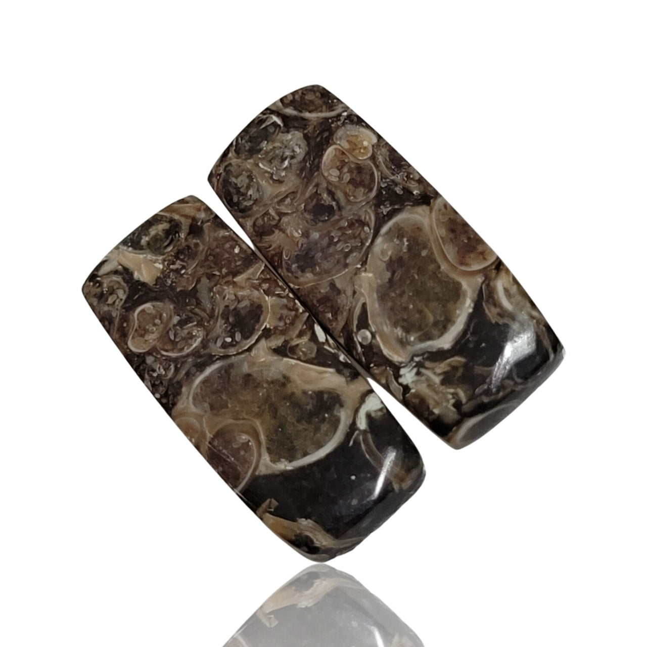 Natural Turritella Agate Cabochon Pairs - 1) 24Ct, approx. 24x11mm each