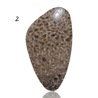 Thumbnail for Natural Petrified Dinosaur Bone Cabochons - 2) 33Ct, 38x21mm