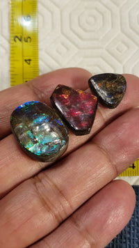 Natural Ammolite