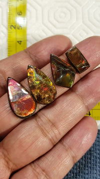 Natural Ammolite