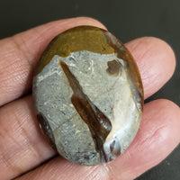 Thumbnail for Natural Colus Fossil Agate Cabochon. Size- 37x29mm