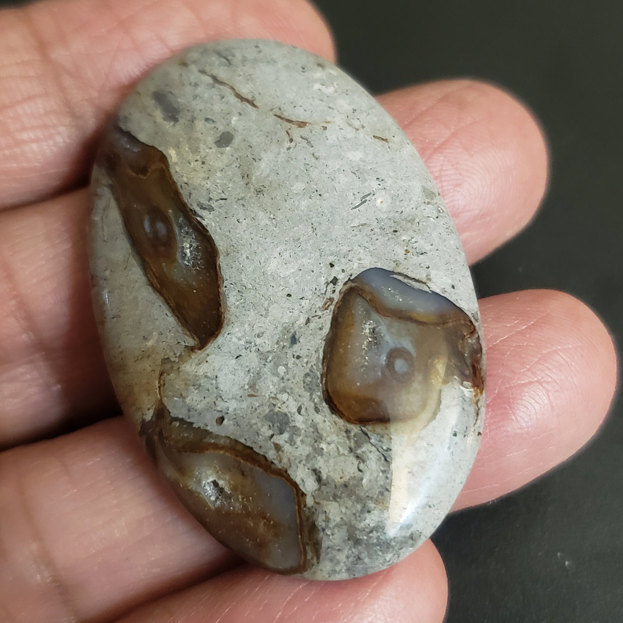 Natural Colus Fossil Agate Cabochon. Size- 47x30mm