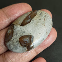 Thumbnail for Natural Colus Fossil Agate Cabochon. Size- 47x30mm