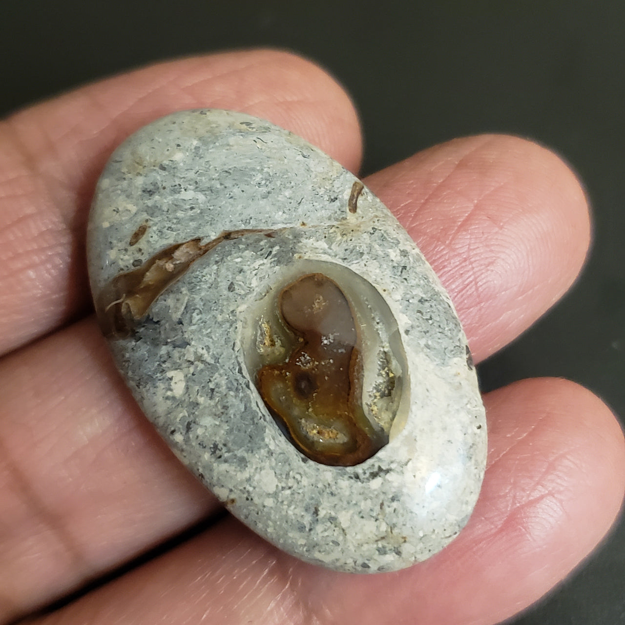 Natural Colus Fossil Agate Cabochon. Size- 38x23mm