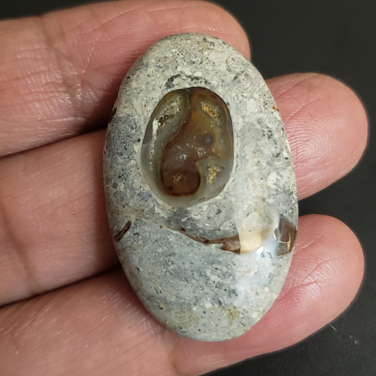 Natural Colus Fossil Agate Cabochon. Size- 38x23mm