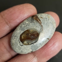 Thumbnail for Natural Colus Fossil Agate Cabochon. Size- 38x23mm